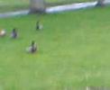 Chasing the quackers