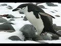Penguin Crossing