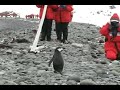 Penguin Crossing
