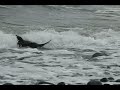 Penguin Crossing