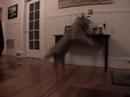 Great Leaping Kitty 2