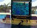 Loro Parque - Show Orca Ocean3