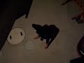 黒豆柴まめすけ　シルエット.MOV