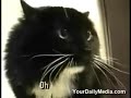 guy-yelling-at-don-piano.html