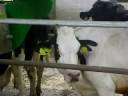 agricow agricow