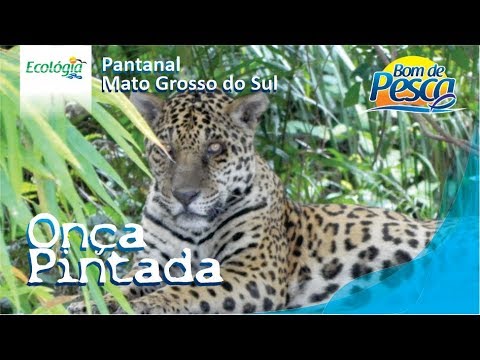 Onça Pintada - Pantanal Sul