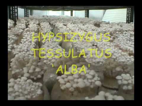 mushroom cultivation - Automated Mushroom Cultivation in USA.