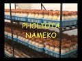 Automated Mushroom Cultivation
