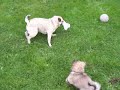 Emma the pug & Lizzie