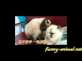 Animals Valentine - Love story 