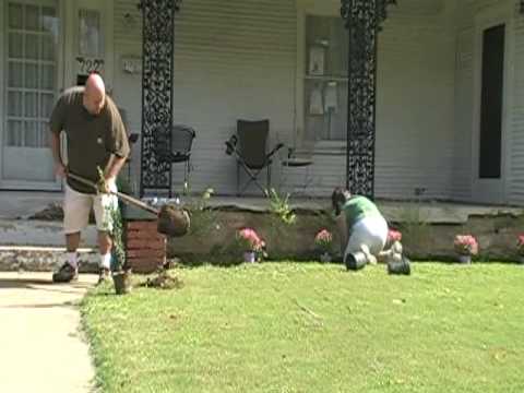 how to transplant sky pencil holly