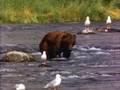 A BEAR
