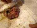 1 Day Old Baby Bunny Rescue!