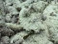 Dive Video from Bonaire