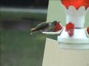 Beautiful Hummingbirds Beautiful Hummingbirds