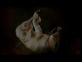 Animals in the womb ad from Ford Animals in the womb ad from Ford