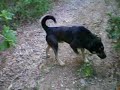 gonici-zagari-posavec-svajcarec-melez.VLADO RESEN gonici-zagari-posavec-svajcarec-melez.VLADO RESEN