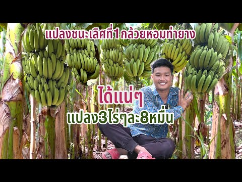 กล้วยหอมทองเนื้อเยื่อ แผนปลูกดี บำรุงดินดี ผลิตผล1ไร่ให้ได้เป็นแสน