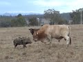 The Pig Fights the Bull...