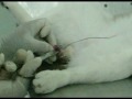 Castração de Nino (gatO)