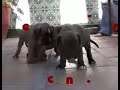 CACHORROS DE BOXER