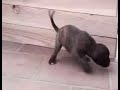 CACHORROS DE BOXER