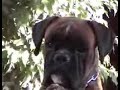 CACHORROS DE BOXER