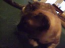 play time with the little mean kitties