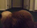 play time with the little mean kitties