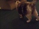 play time with the little mean kitties