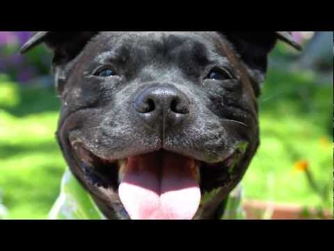 bull terrier