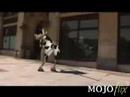 Crazy Cow