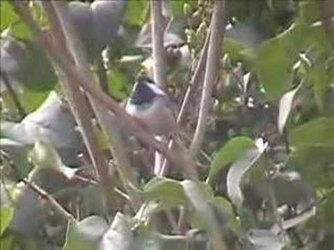 Black-Capped Chickadee sings