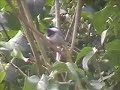 Black-Capped Chickadee sings
