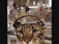 Untiss Untiss Untiss Cat