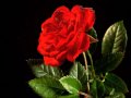 Tango Instrumental Tango Instrumental