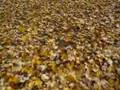 bryn mawr fall foliage