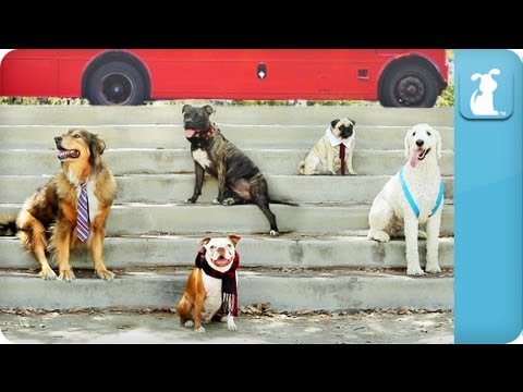 pup - Pup Direction - One Bark Subscribe to The Pet Collective: http://full.sc/HbM62v Facebook: http://www.facebook.com/thepetcollective Twitter: https://twitter.c...