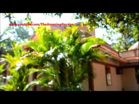 how to transplant golden cane palms