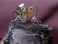 Marbled-Praying-Mant
