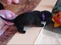 Sweet Pea's puppies food 11-30-09.wmv