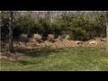 Landscaping Tips : Landscaping Ideas for Property Boundaries Landscaping Tips : Landscaping Ideas for Property Boundaries