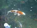 My new Kujaku Koi