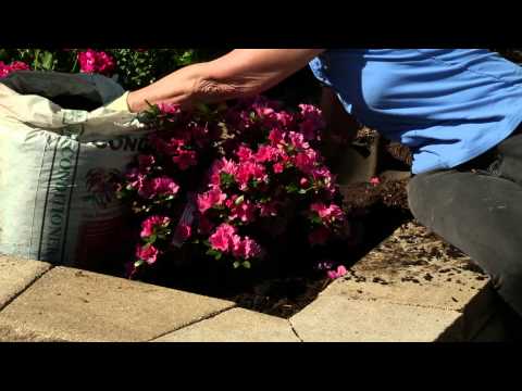 how to properly plant azaleas