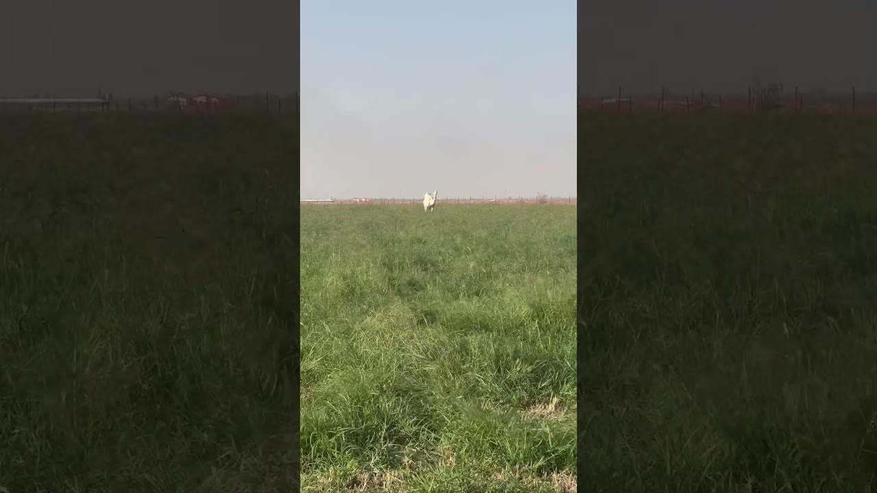 Pivô’s para feno na Arabia #irrigacao