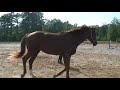 Lunging