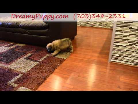 Beautiful Soft Coated Wheaton Terrier Girl!