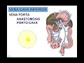 VENA CAVA INFERIOR 5