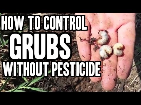 or - John from http://www.growingyourgreens.com/ shares with you a viewers problem he is having in his garden: Grubs aka white grubs or larvae from certain species of beetles can infect you ground...