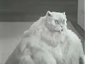 Japanese commercial for a cat that is so obese and fat that he is funny!